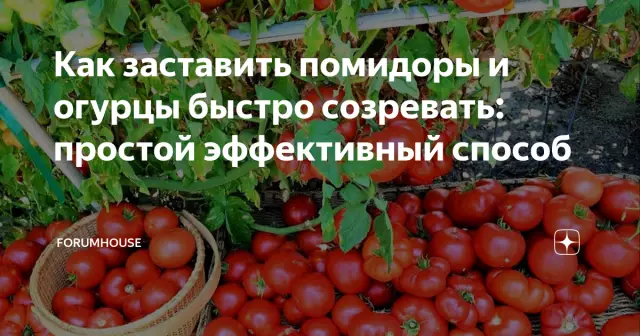 Как быстро созревать груши