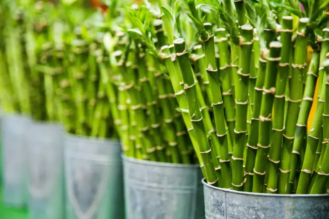 Как сформировать Lucky Bamboo