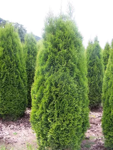 Как проложить забор для личной жизни с помощью Arborvitae Pyramidalis
