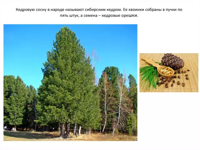 Как окрасить сосну в соответствие с кедром
