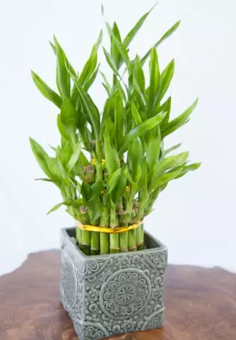 Как обустроить Lucky Bamboo Plant