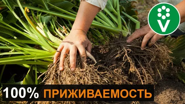 Как пересадить хосты