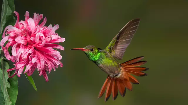 Рецепт филамента Hummingbird