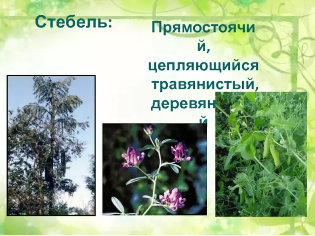 Список бобовых растений