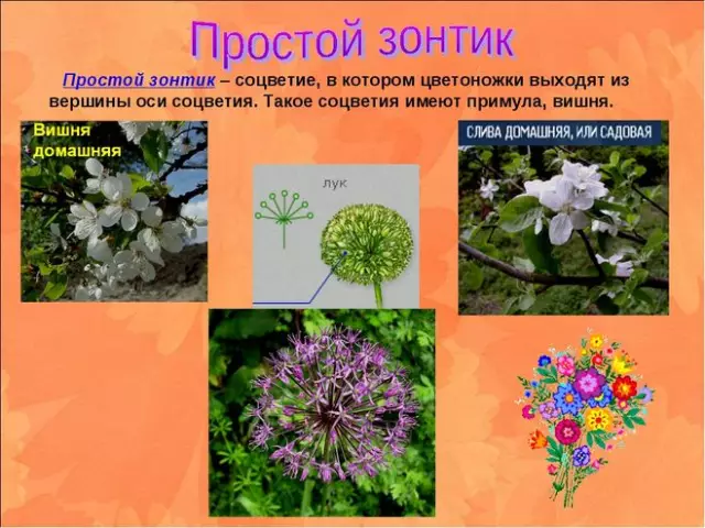 Растения, имеющие острые лезвия