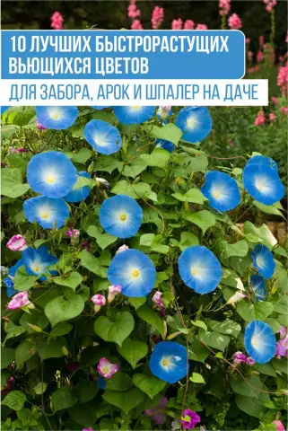 Растения, которые нуждаются в большом количестве воды