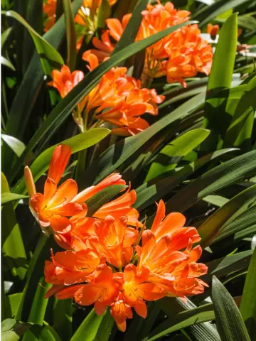 Проблемы с Clivia
