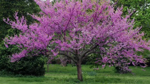 Болезни дерева Redbud