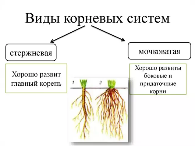 Корневые системы дубовых деревьев