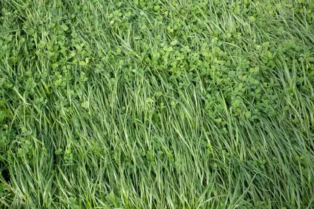 Ryegrasses Vs. овсяница