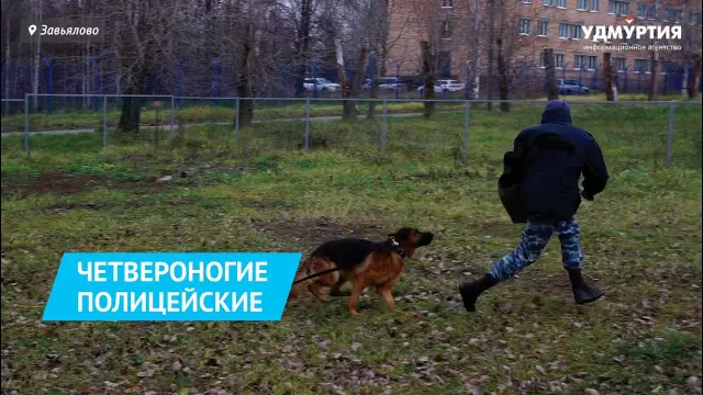 Кустарники, которые обеспечивают домашнюю безопасность