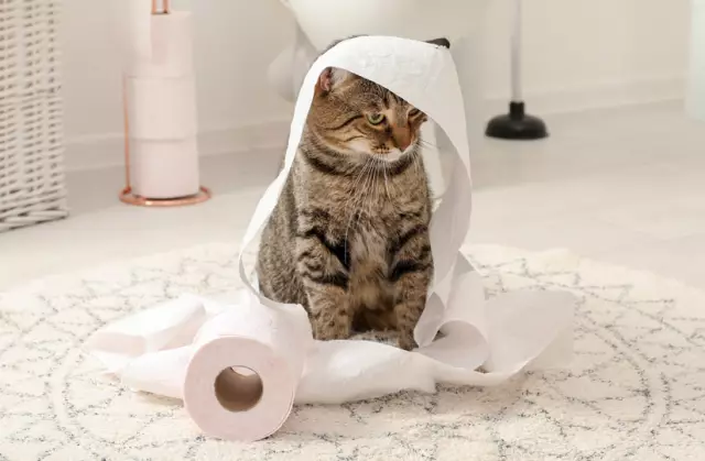 Что поглощает запах?