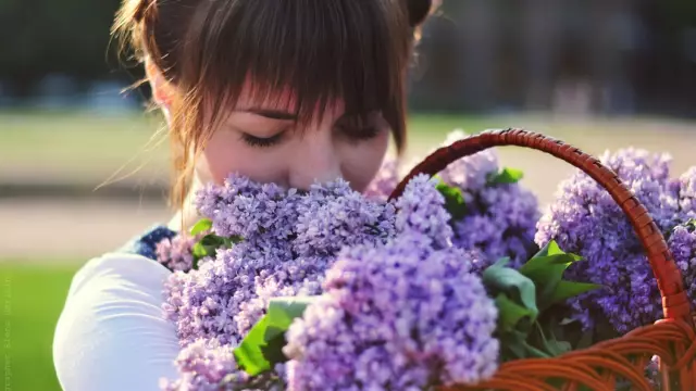 Что означает цветок Фрезии?