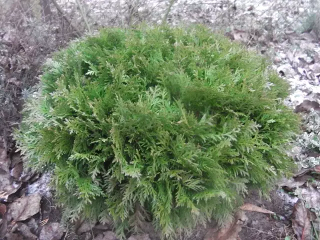 Какие растения имеют THC в них?