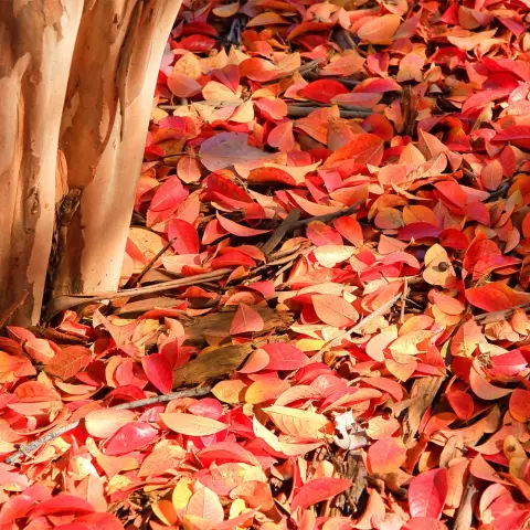 Что использовать для лишайника на Crape Myrtle