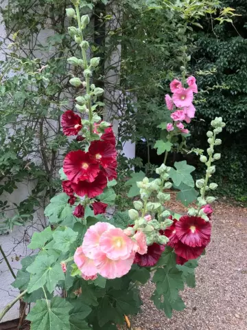Когда Do Hollyhocks Bloom?