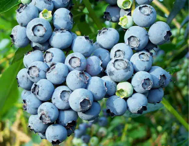 Когда вы принимаете Blueberry-Picking Season?