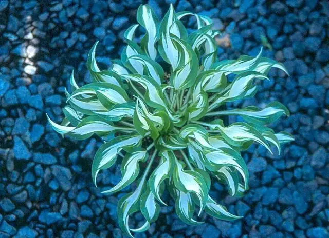 Когда нужно отменить Hostas