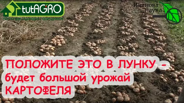 Когда нужно положить кормушки колибри в Индиане