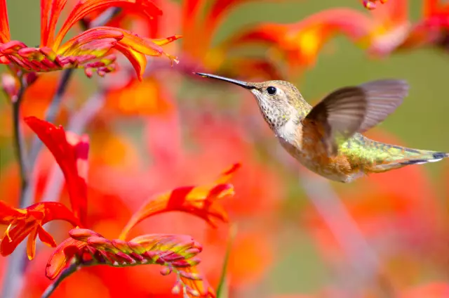 Когда подавать кормушки Hummingbird в зону 6