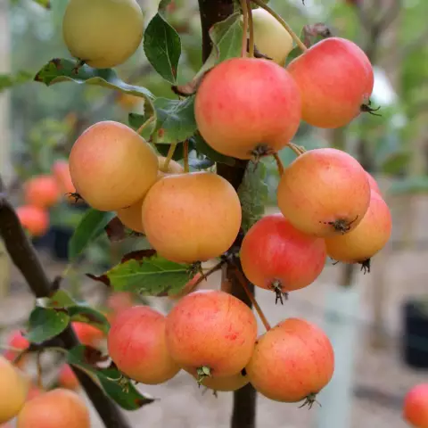 Когда сбрызнуть Apple Trees for Worms