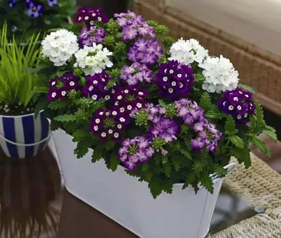 Какие цветы расцветают в марте?