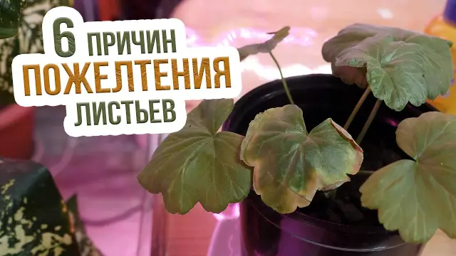 Почему листья листьев моего базилика высыхают?