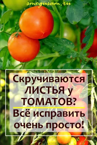 Почему листья листьев томатов желтеют?
