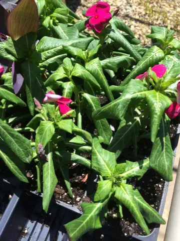 Почему мои цветы Vinca Wilting?