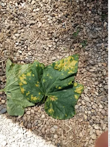 Почему листья на Impatiens становятся желтыми?