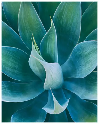 Опасности растений Agave