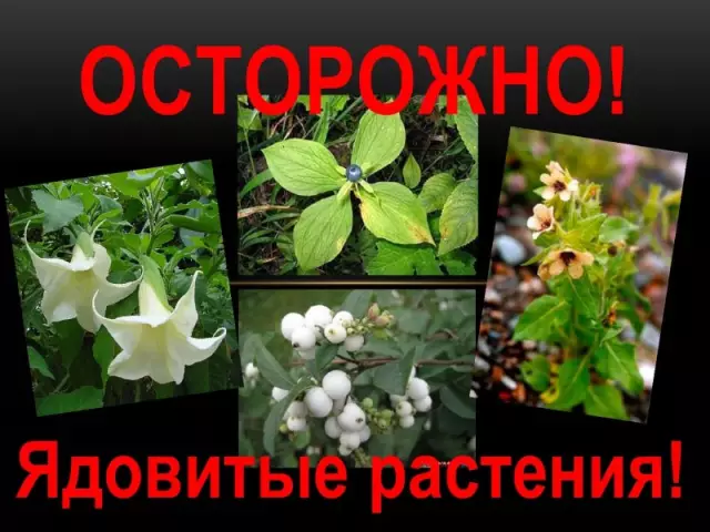 Являются ли ядовитые растения ядовитыми?