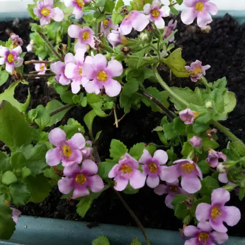 Завод Bacopa & Winter