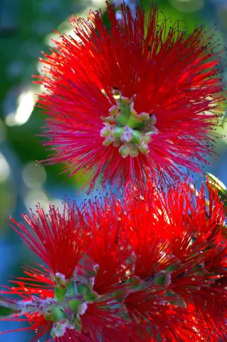 Факты дерева Bottlebrush