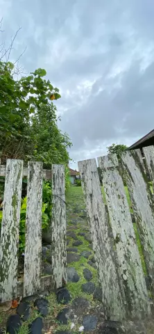 Характеристики бессеменных сосудистых растений