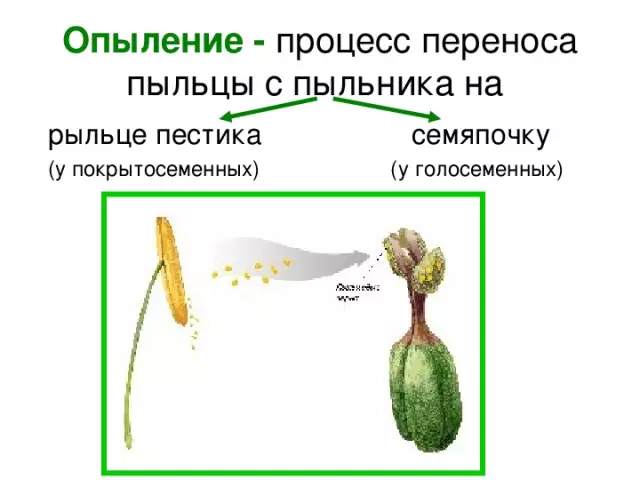 Характеристики цветков, опыляемых ветром