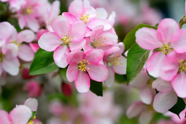 Факты об Apple Blossoms