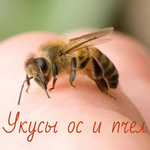 Домашние средства для уничтожения плотницких пчел