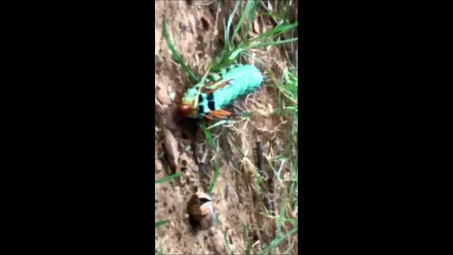 Главная Remedy Caterpillar Killer