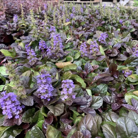 Как избавиться от Ajuga?