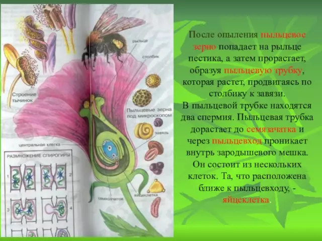 Как пыльцевое зерно попадает в стигму пистиля?