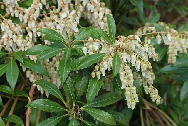 Как ухаживать за Pieris Japonica