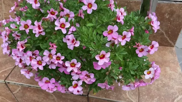 Как ухаживать за кустом