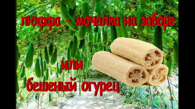 Как очистить натуральную кожу