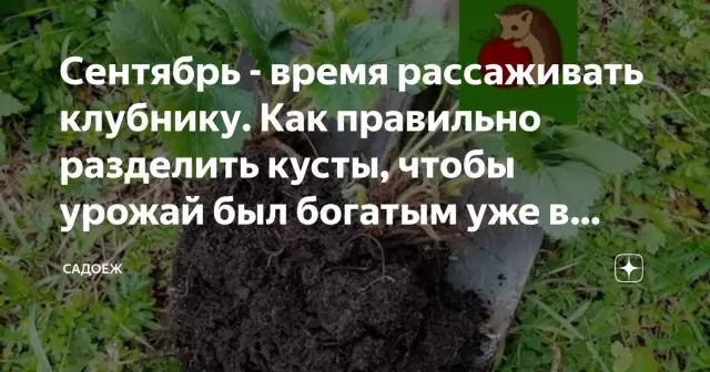 Как разделить лиловые кусты