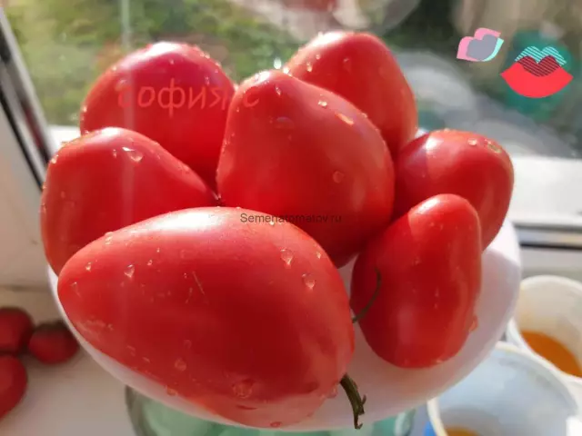 Как прорастировать итальянские кипарисовые семена