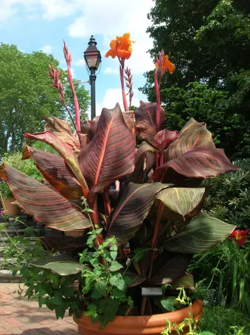 Как получить больше Canna Lily Blooms