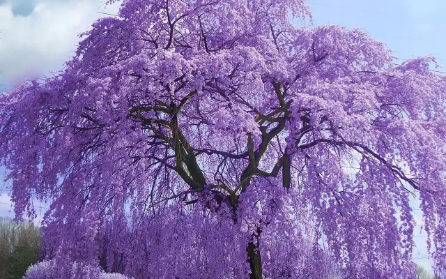 Как вырастить Paulownia от семени