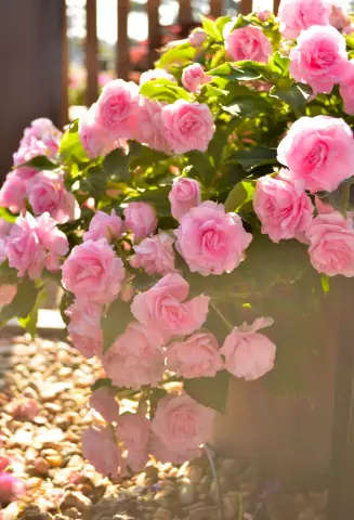 Как помочь Impatiens, которые не цветут