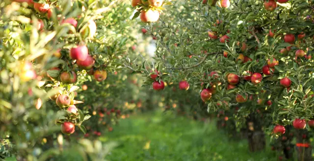 Как идентифицировать Apple Trees